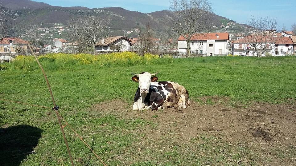 Gasthaus Agriturismo Sentiero Dei Sapori Agerola Exterior foto